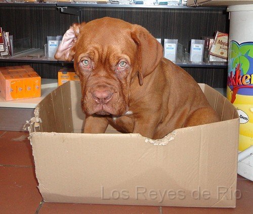 DSC00296.jpg - Frauchen, das nennt man Büroschlaf.