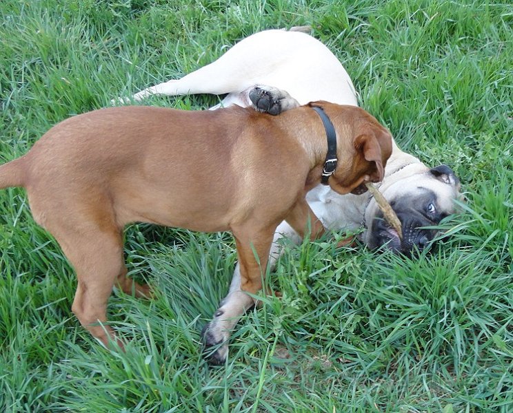 DSC00336.jpg - Gib her das Ding...