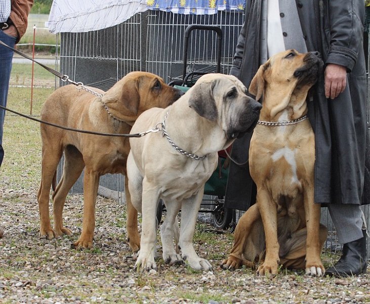 IMG_0953.jpg - Frauchennnnn................. heimwärts......