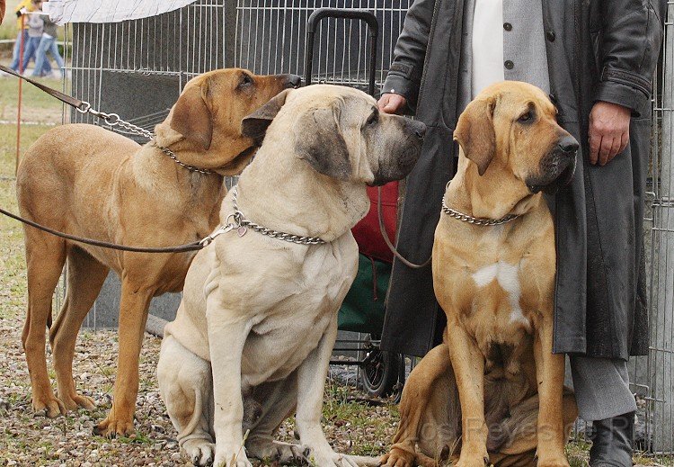 IMG_0954.jpg - Okay... gucken wir also weiter diese komischen Hunde an....