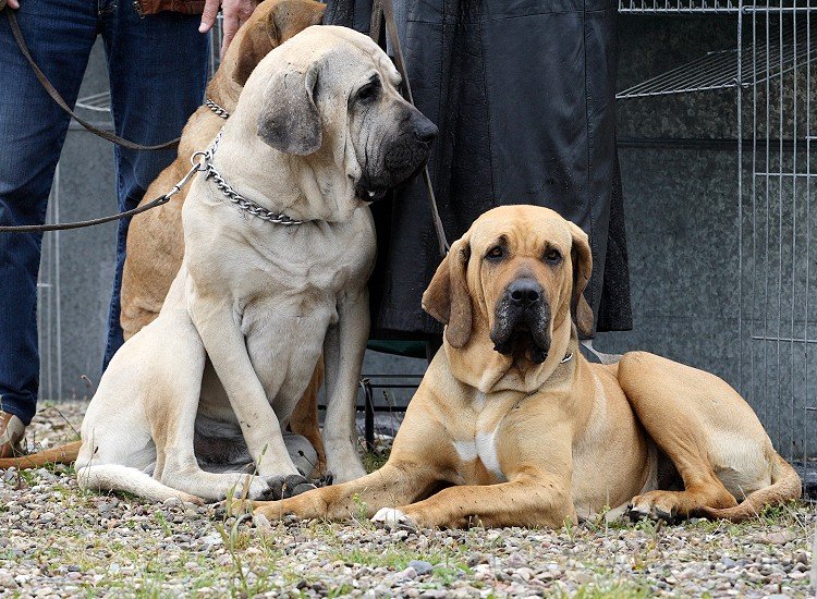 IMG_0958.jpg - Ira:  V1 BOB Neumünster (K.Wiblishauser) offene Klasse  Jasper:  SG1 Offene Klasse Neumünster (K.Wiblieshauser)