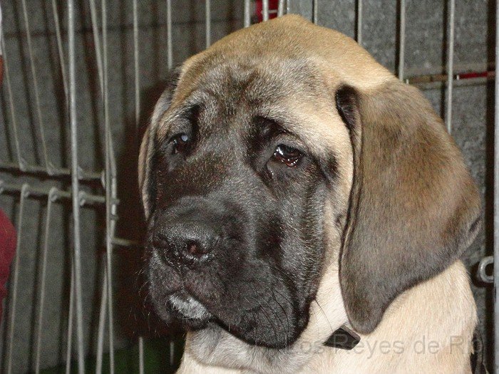 0021.jpg - Ausstellungsfeeling ist toll... sagt Frauchen. Aha....