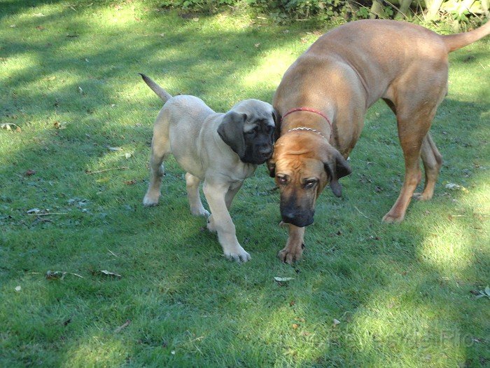 0106.jpg - Hej Grosse.... bitte spiel doch mit mir... ich beiss auch nicht in die Ohren. Versprochen :) 