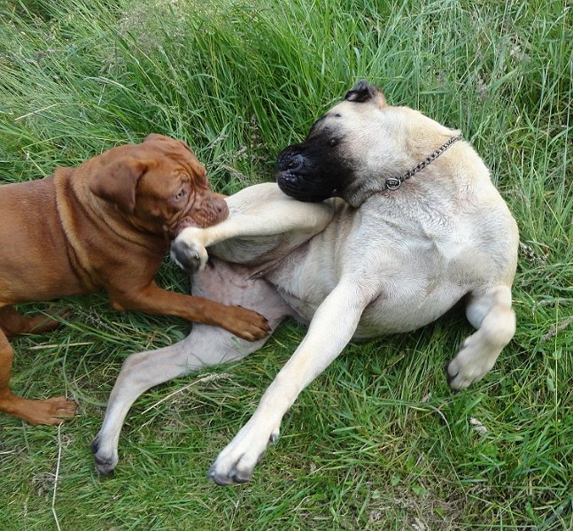 DSC00362.jpg - Auaaaa............... lass los du freche Kröte............ bin doch kein Kauknochen...