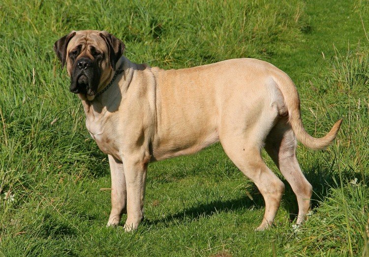 IMG_0780x.jpg - So sieht eine Mastiff-Lady aus. Ich übe schon mal.... bin ja bald erwachsen.