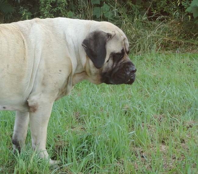 DSC00836.JPG - Nee.... also da gehe ich nicht mehr hin..... War bestimmt ein Fuchs oder so.... *schüttel*
