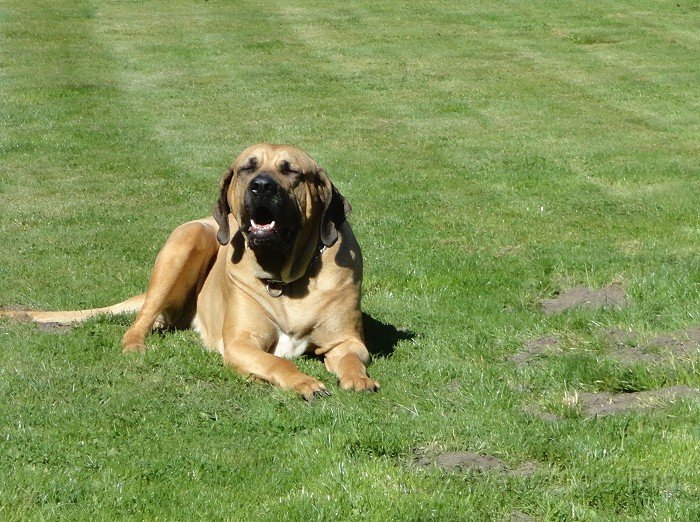 DSC00920_4.jpg - Das habe ich gehört Jasper.... Vergiss es.... das macht Frauchen nicht....