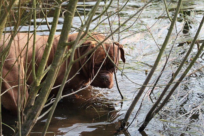 _MG_9476.jpg - Grmpf.... der kleine Teich reicht aber nicht......